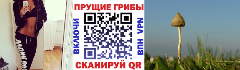 Псилоцибиновые грибы прущие грибы  Купить  Нижние Серги 
